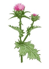 Ostropestřec mariánský