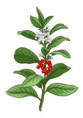 Cesmína paraguayská