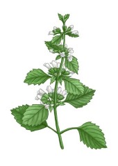 Meduňka lékařská