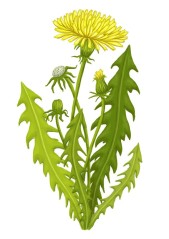 Pampeliška lékařská