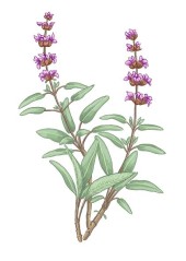 Šalvěj lékařská