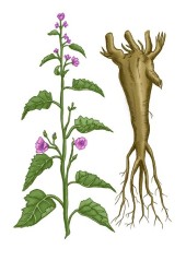 Proskurník lékařský