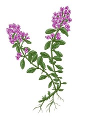 Mateřídouška obecná