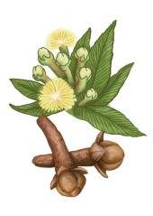 Hřebíčkovec vonný