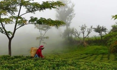 Čerstvé sklizně 2026: to nejlepší z právě utržených lístků
