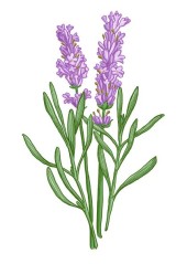 Levandule lékařská