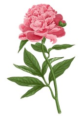 Pivoňka bělokvětá