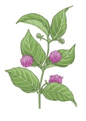 Vilcacora