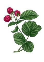 Ostružiník maliník