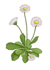 Sedmikráska obecná