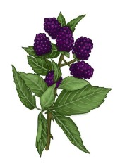 Ostružiník křovitý