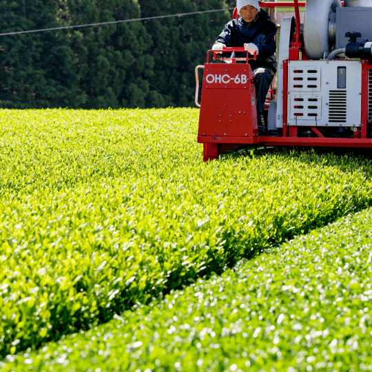 Sklizeň čajových lístků na plantáži