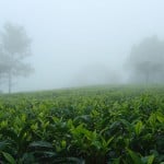 Nilgiri Kairbetta Cold Mist - čerstvá sklizeň, 500 g